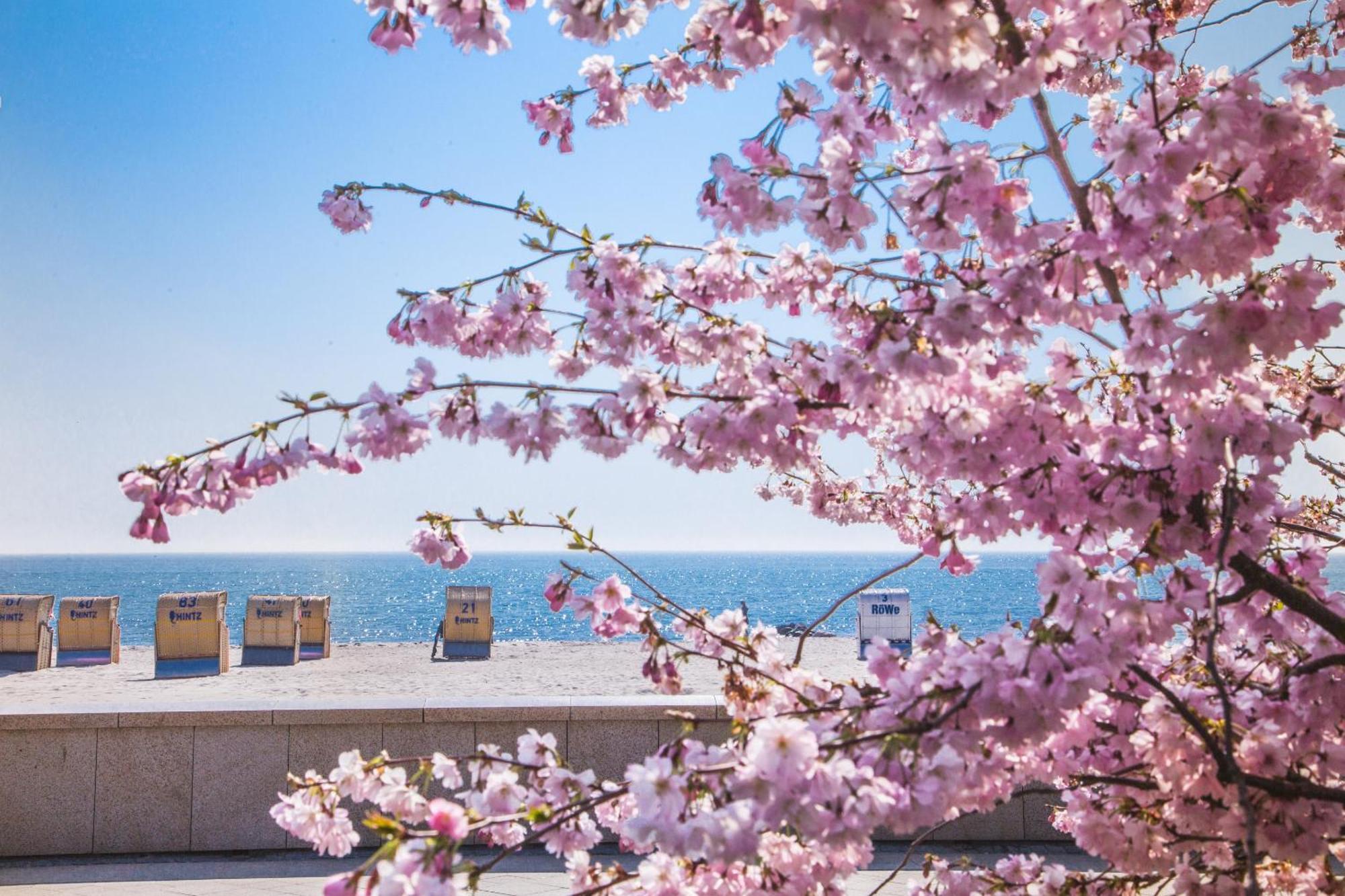 Pink Und Meer - Meerblick, Sauna, Kamin & Whirlpool Baabe Kültér fotó